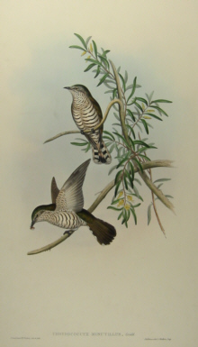 John Gould's Birds of Australia